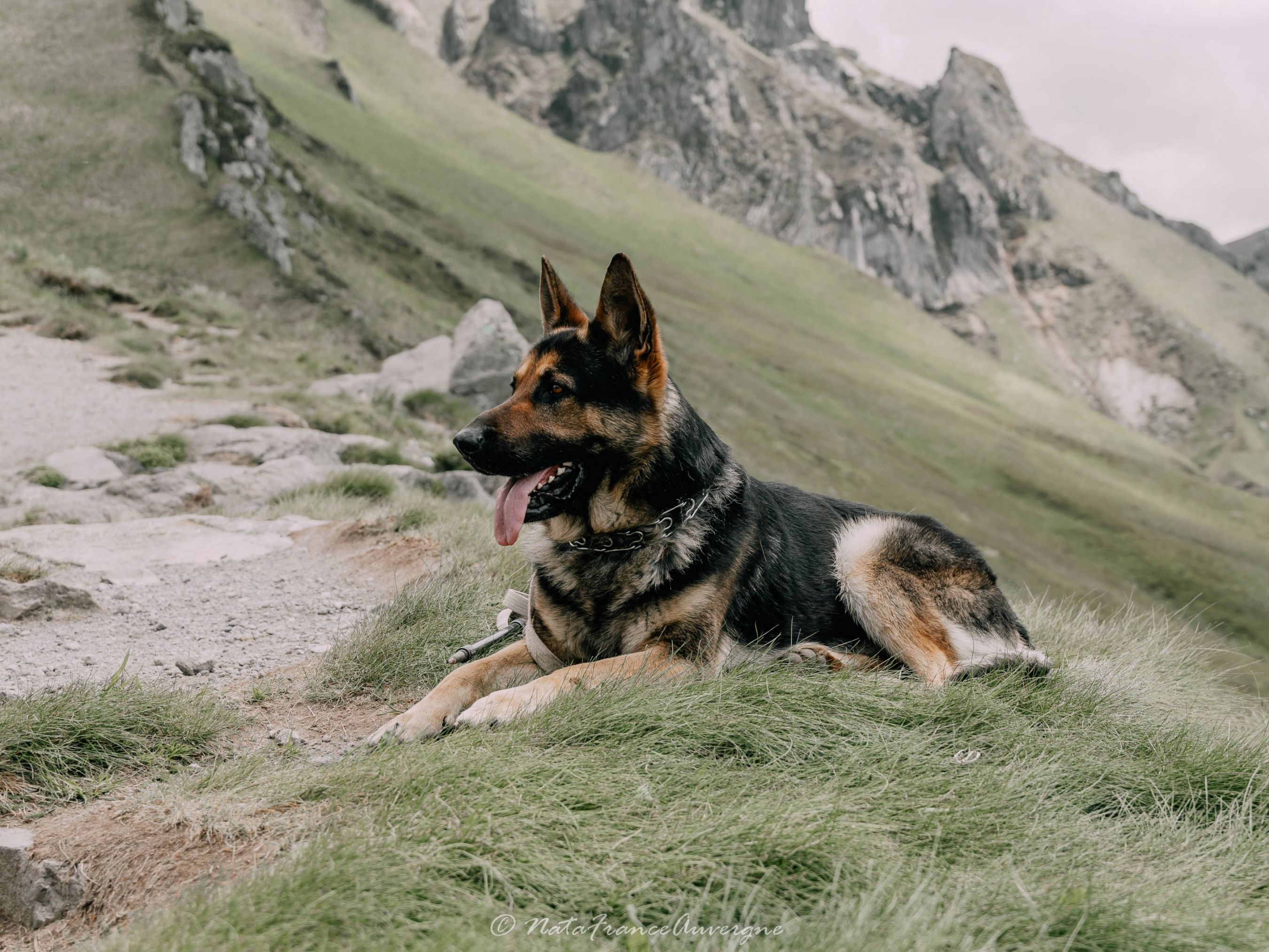 Altaï Massif du Sancy juin 2023 by @NataFranceAuvergne-8955 (1)